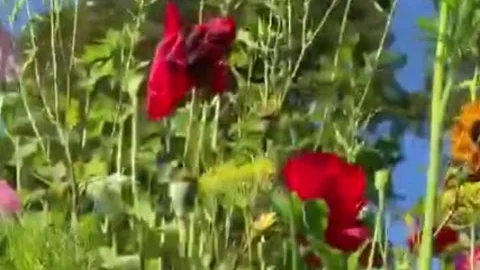 Sissy Summer abode Dreams 3